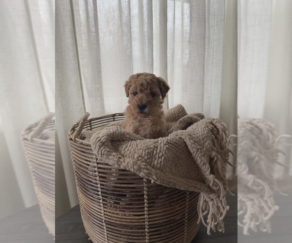 Medium Photo #1 Goldendoodle mix (+ Poodle Miniature) Puppy For Sale in NORTH LIBERTY, IN, USA