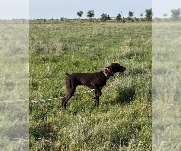 Medium Photo #1 German Shorthaired Pointer Puppy For Sale in HASKELL, TX, USA