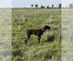 Small German Shorthaired Pointer