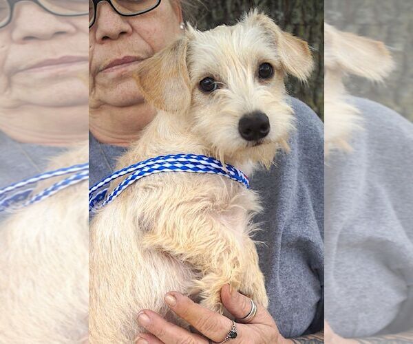 Medium Photo #2 Cairn Terrier Puppy For Sale in Carrollton, TX, USA