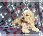 Small #2 Cocker Spaniel