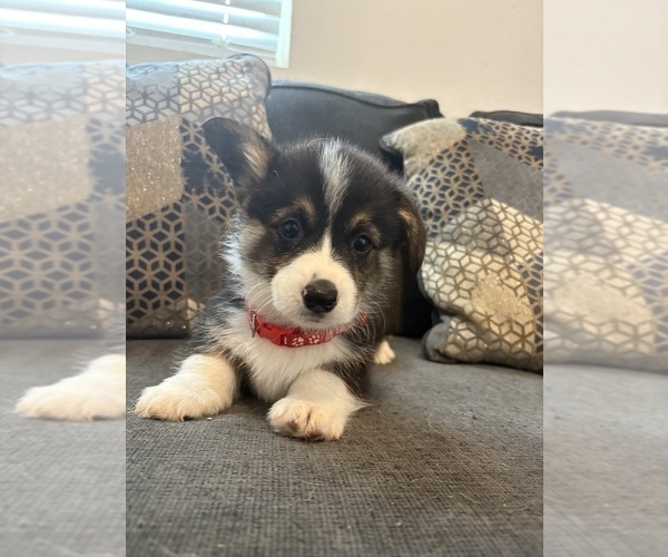 Medium Photo #6 Pembroke Welsh Corgi Puppy For Sale in OAKLEY, CA, USA