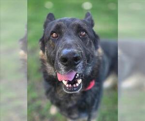 German Shepherd Dog-Unknown Mix Dogs for adoption in Woodland, CA, USA