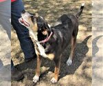 Small #1 Catahoula Leopard Dog Mix