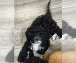 Small #2 Cavapoo (Miniature)
