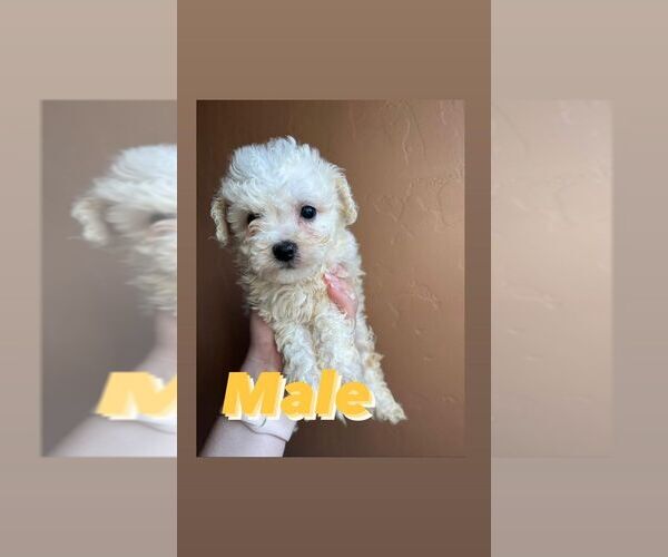 Medium Photo #2 Bichon Frise Puppy For Sale in ELDERWOOD, CA, USA