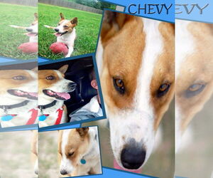 Chevy - Male Australian Kelpie-Basenji Mix Dog for Adoption - Photo #20