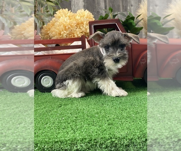 Medium Photo #4 Schnauzer (Miniature) Puppy For Sale in CANOGA, NY, USA