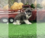 Small #3 Schnauzer (Miniature)
