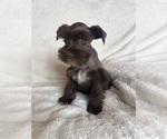 Small #5 Schnauzer (Miniature)