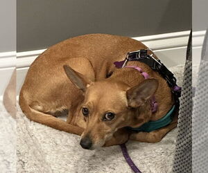 Chipin Dogs for adoption in Mundelein, IL, USA