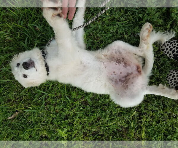 Medium Photo #8 Great Pyrenees-Unknown Mix Puppy For Sale in Houston, TX, USA