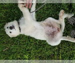 Small #7 Great Pyrenees Mix