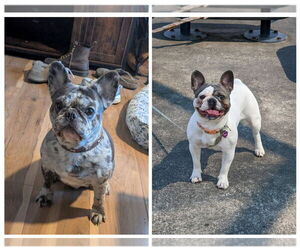 Father of the French Bulldog puppies born on 01/23/2026