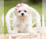 Puppy Poppy AKC Maltese