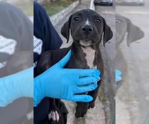 American Staffordshire Terrier-Unknown Mix Dogs for adoption in San Antonio, TX, USA