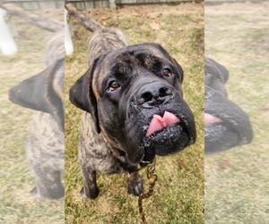 Mastiff Dogs for adoption in Belleville, MI, USA