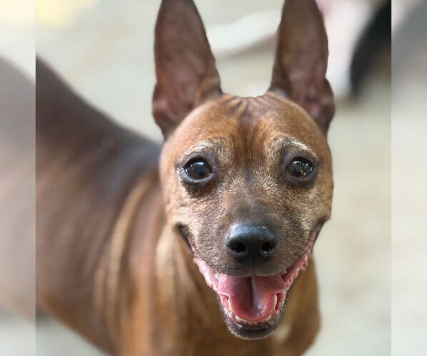Medium Photo #1 Dachshund-Unknown Mix Puppy For Sale in Chico, CA, USA