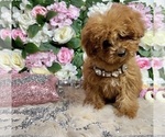 Small Photo #48 Poodle (Toy) Puppy For Sale in HAYWARD, CA, USA