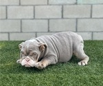 Small #6 English Bulldog