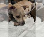 Small #1 Jack Chi