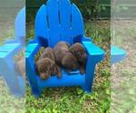 Small Photo #1 Labrador Retriever Puppy For Sale in MOUNT AIRY, NC, USA