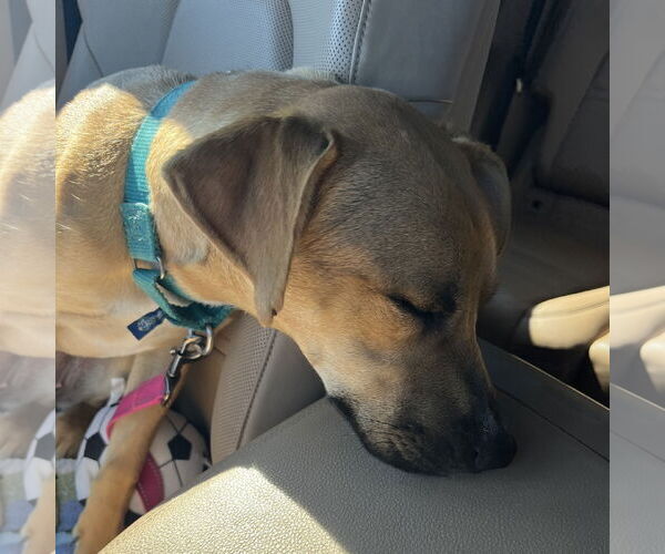 Medium Photo #3 Mutt Puppy For Sale in Fargo, ND, USA