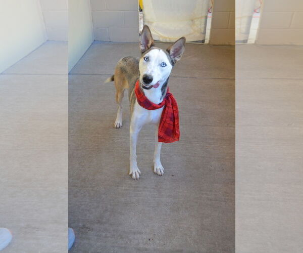 Medium Photo #3 Siberian Husky-Unknown Mix Puppy For Sale in McKinney, TX, USA