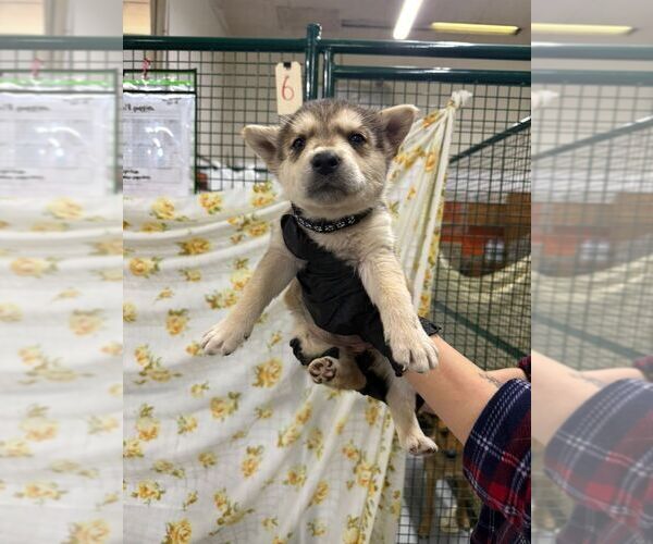 Medium Photo #2 Mutt Puppy For Sale in Calgary, Alberta, Canada