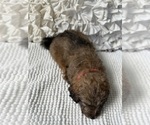 Small #12 Bernedoodle