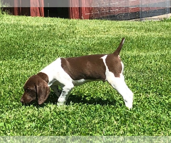 Medium Photo #4 German Shorthaired Pointer Puppy For Sale in WOODSTOCK, CT, USA