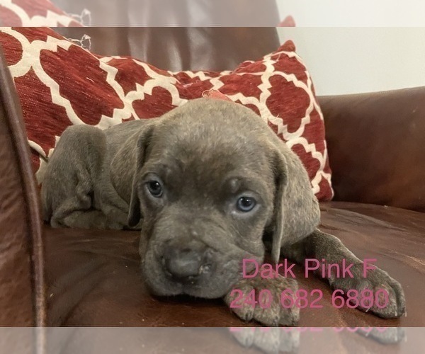 Medium Photo #2 Cane Corso Puppy For Sale in DENTSVILLE, MD, USA