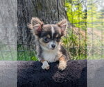 Nacho - Male Chihuahua Dog for Adoption - Small photo