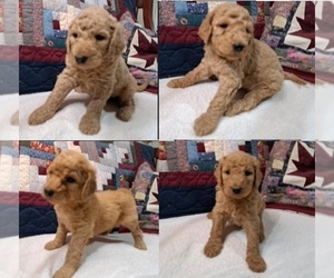 Goldendoodle Litter for sale in PELHAM, NH, USA