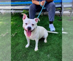 Tito - Male American Bulldog-Unknown Mix Dog for Adoption - Photo #2
