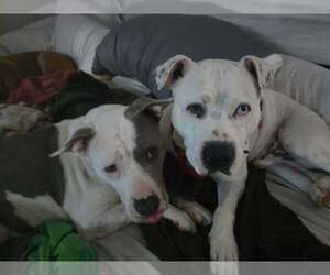 SAMMY - Male American Staffordshire Terrier-Unknown Mix Dog for Adoption - Photo #8