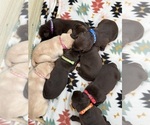 Image preview for Ad Listing. Nickname: Litter of 13