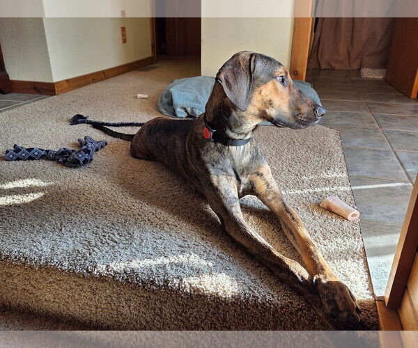 Medium Photo #32 Doberman Pinscher-Unknown Mix Puppy For Sale in Buffalo, MN, USA