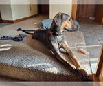 Small #31 Doberman Pinscher Mix
