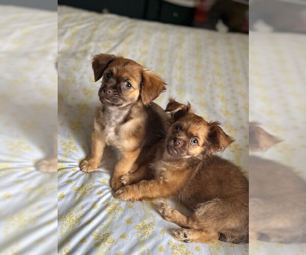 Medium Photo #7 ShiChi Puppy For Sale in Oakhurst, NJ, USA