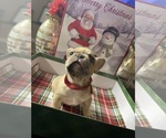 Puppy 1 French Bulldog