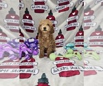 Puppy Jax Poodle (Miniature)