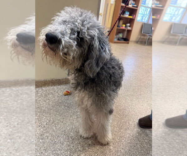 Medium Photo #2 Portuguese Water Dog-Unknown Mix Puppy For Sale in Great Bend, KS, USA