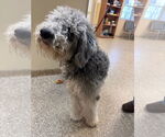 Small #1 Portuguese Water Dog Mix