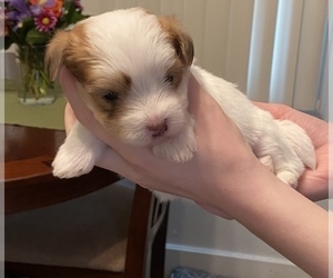 Maltipoo Puppy for sale in SIOUX FALLS, SD, USA
