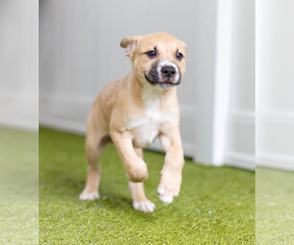 Medium Photo #1 Labrador Retriever-Unknown Mix Puppy For Sale in Canton, CT, USA