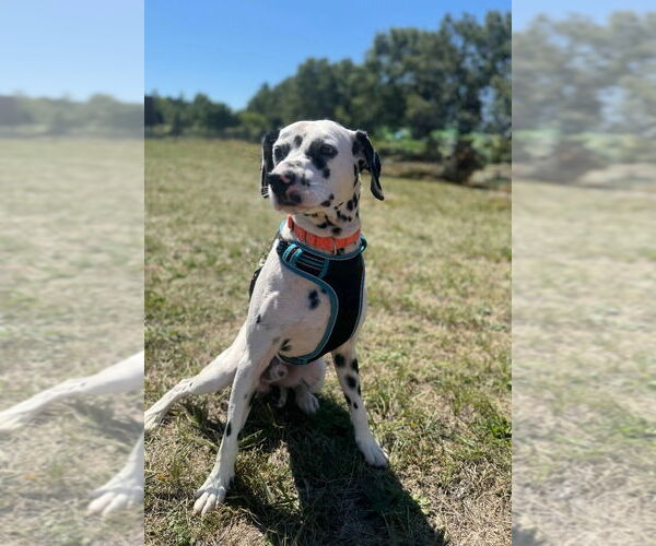 Medium Photo #6 Dalmatian Puppy For Sale in Muskegon, MI, USA