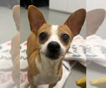 Small #6 Beagle-Chihuahua Mix