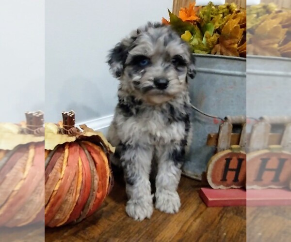 Medium Photo #4 Aussiedoodle Puppy For Sale in NEW YORK MILLS, MN, USA