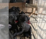 Small Photo #1 Great Dane Puppy For Sale in BARTLETT, IL, USA